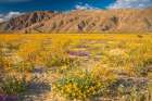 USA, California, Anza Borrego Desert State Park. Blooming verbena and goldfields flowers. Art Print
